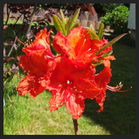 2014-05-16_Rhododendron_luteum_Feuerwerk_2.jpg