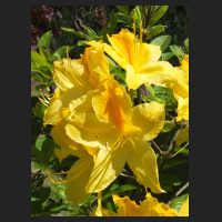 2014-05-16_Rhododendron_luteum_Goldpracht_3.jpg