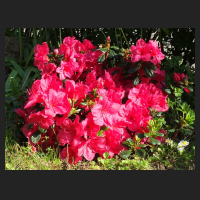 2014-05-16_Rhododendron_obtusum_Purpurkissen_1.jpg