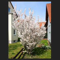 2015-04-14_Prunus_kurilensis.jpg