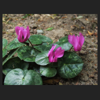 2013-07-12_Cyclamen_purpurascens.jpg