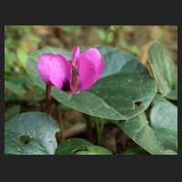 2014-03-07_Cyclamen_purpur.jpg