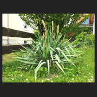 2014-06-04_Yucca_filamentosa.jpg