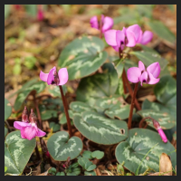 2015-02-25_Cyclamen_coum_pink_1.jpg