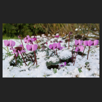 2016-02-25_Cyclamen_coum_1.jpg