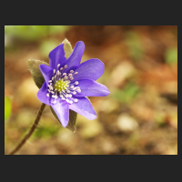 2016-04-08_Hepatica_nobilis.jpg