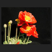 2016-05-09_Papaver_nudicaule.jpg