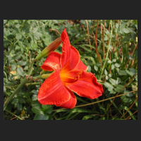 _Hemerocallis_Vohan_2.jpg