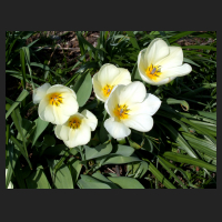 2009-04 Tulipa fosteriana.jpg
