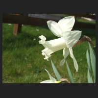 2009-04 Narcisssus Mount Hood 2.jpg