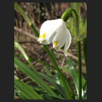 2010-03 Leucojum vernum 2.jpg