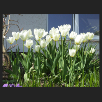 2010-04 Tulipa fosteriana.jpg