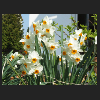 2011-04 Narcissus Geranium.jpg
