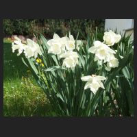 2011-04 Narcissus Mounthood.jpg