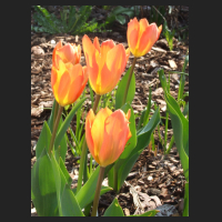 2012-04 Tulipa fosteriana Orange Emperor 1.jpg