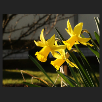2016-03-17 Narcissus February Gold.jpg