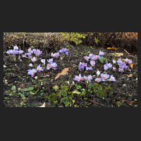 2017-11-23_Crocus_speciosus_04.jpg