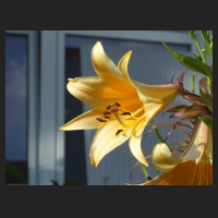 2012-07_Lilium_African_Queen.jpg