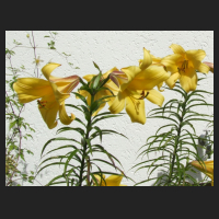 2012-07_Lilium_Royal_Gold_1.jpg