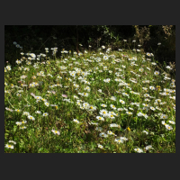 2014-05-31_Bellis.jpg