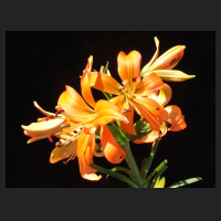 2010-07 Lilium orange BSU.jpg