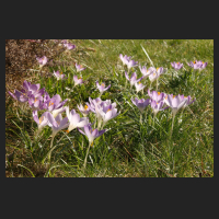 2015-03-08 Crocus tommasinianus 1.jpg