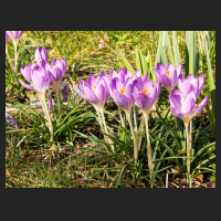 2016-03-08 Crocus tommasinianus 2.jpg