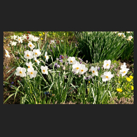 2017-04-09__02_Narcissus_poeticus_Actaea_1.jpg