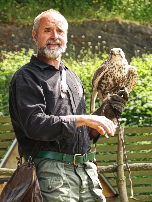 Greifvögel in der Falknerei auf Burg Regenstein