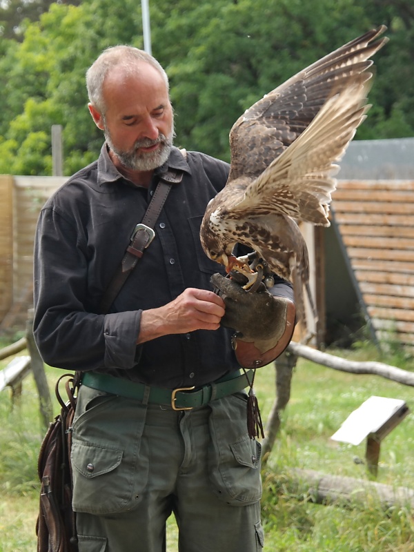 Greifvögel in der Falknerei auf Burg Regenstein