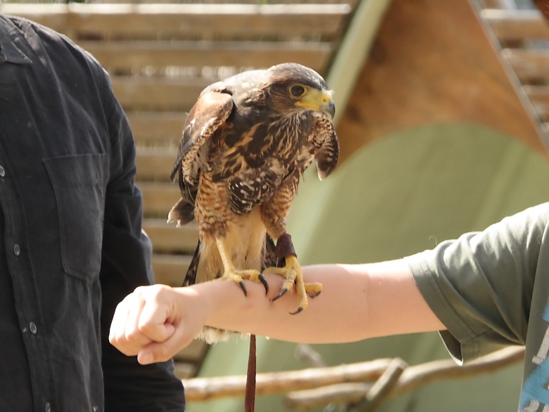 Greifvögel in der Falknerei auf Burg Regenstein
