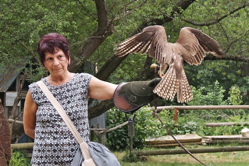 Greifvögel in der Falknerei auf Burg Regenstein