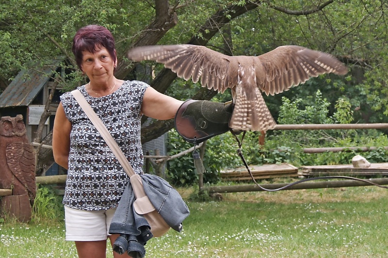 Greifvögel in der Falknerei auf Burg Regenstein