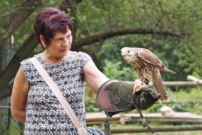 Greifvögel in der Falknerei auf Burg Regenstein