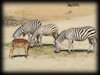 Zebras im Zoo Hannover
