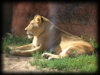Löwe im Zoo Hannover