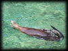 Robbe im Zoo Hannover