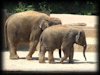 Elefanten im Zoo Hannover