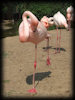 Flamingos im Zoo Hannover