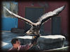 Weißkopfseeadler im Zoo Hannover