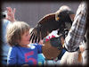 Bussard bei einer Flugschau im Zoo Hannover