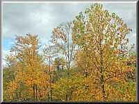 Arboretum (Weltwald) bei Bad Grund im Harz