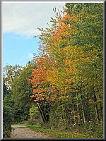 Arboretum (Weltwald) bei Bad Grund im Harz