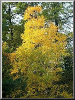 Arboretum (Weltwald) bei Bad Grund im Harz