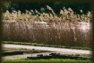 Schilf im Schulgarten in Braunschweig