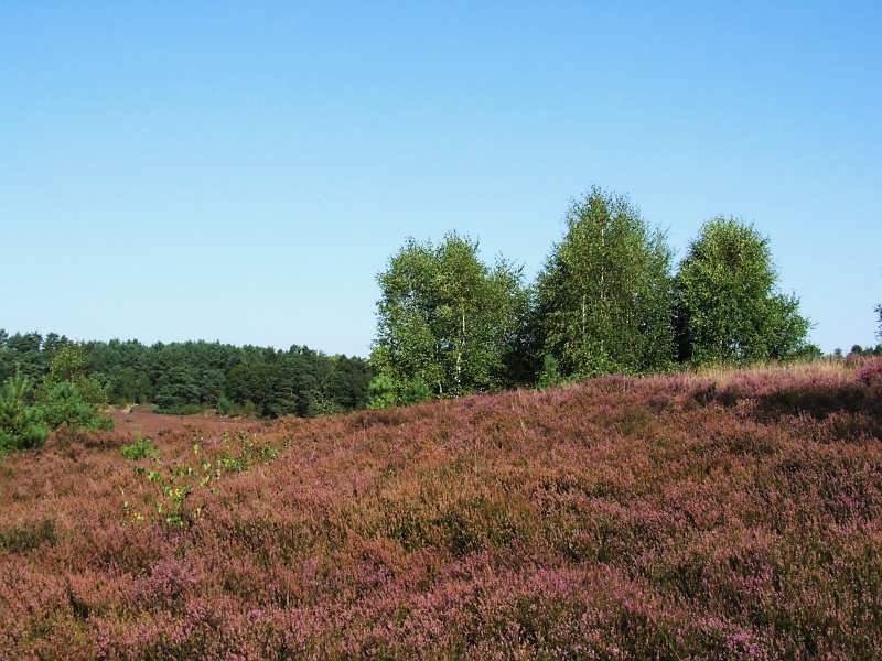 Lüneburger Heide