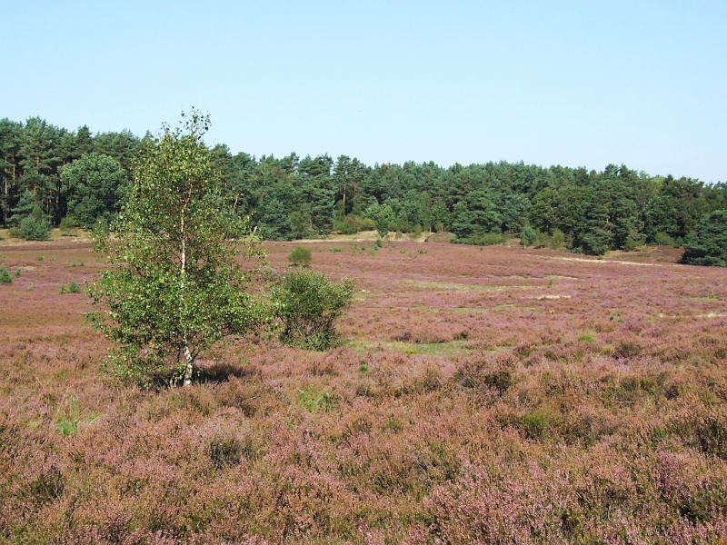 Lüneburger Heide