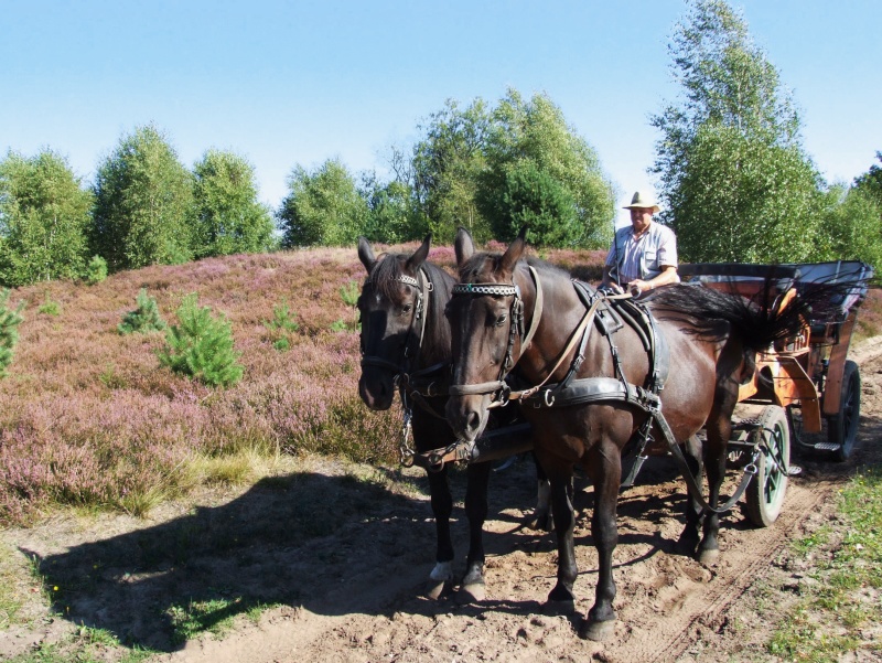 Lüneburger Heide
