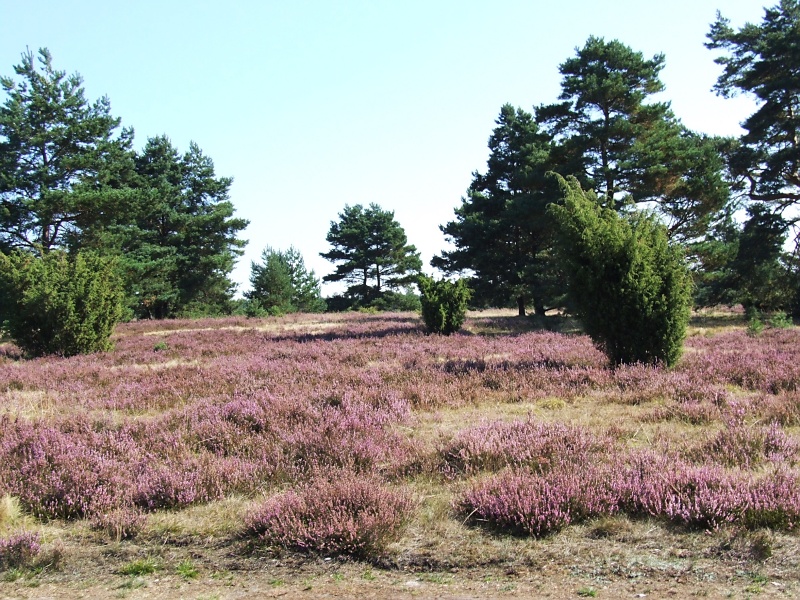 Lüneburger Heide