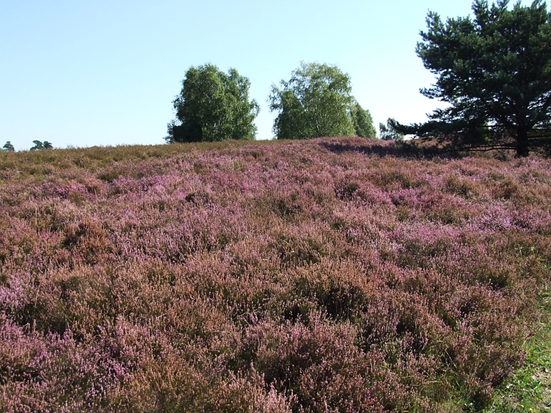 Lüneburger Heide